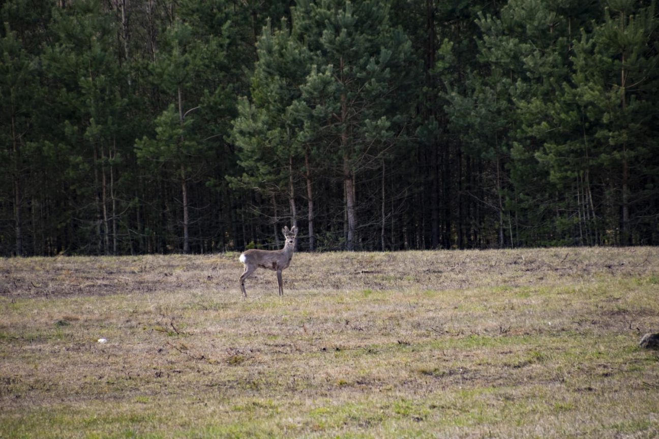 Ugunsdzēsēji izglābj stirnu, kas iekritusi Daugavā