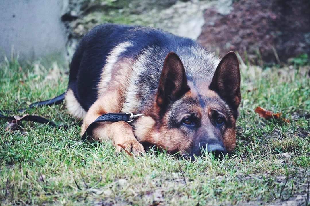 Mūžībā aizgājis Valsts policijas suns Darvins