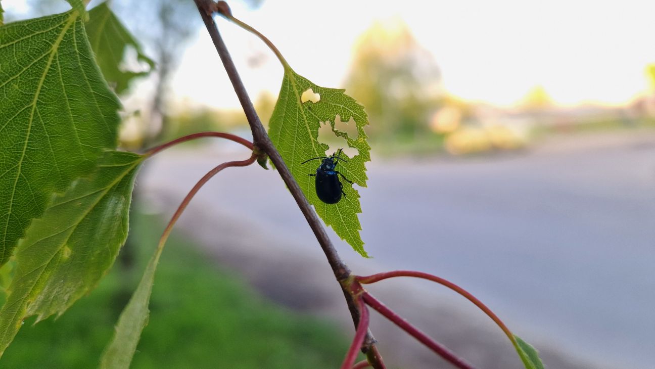 Jēkabpilī bērzus apsēduši lapgrauži