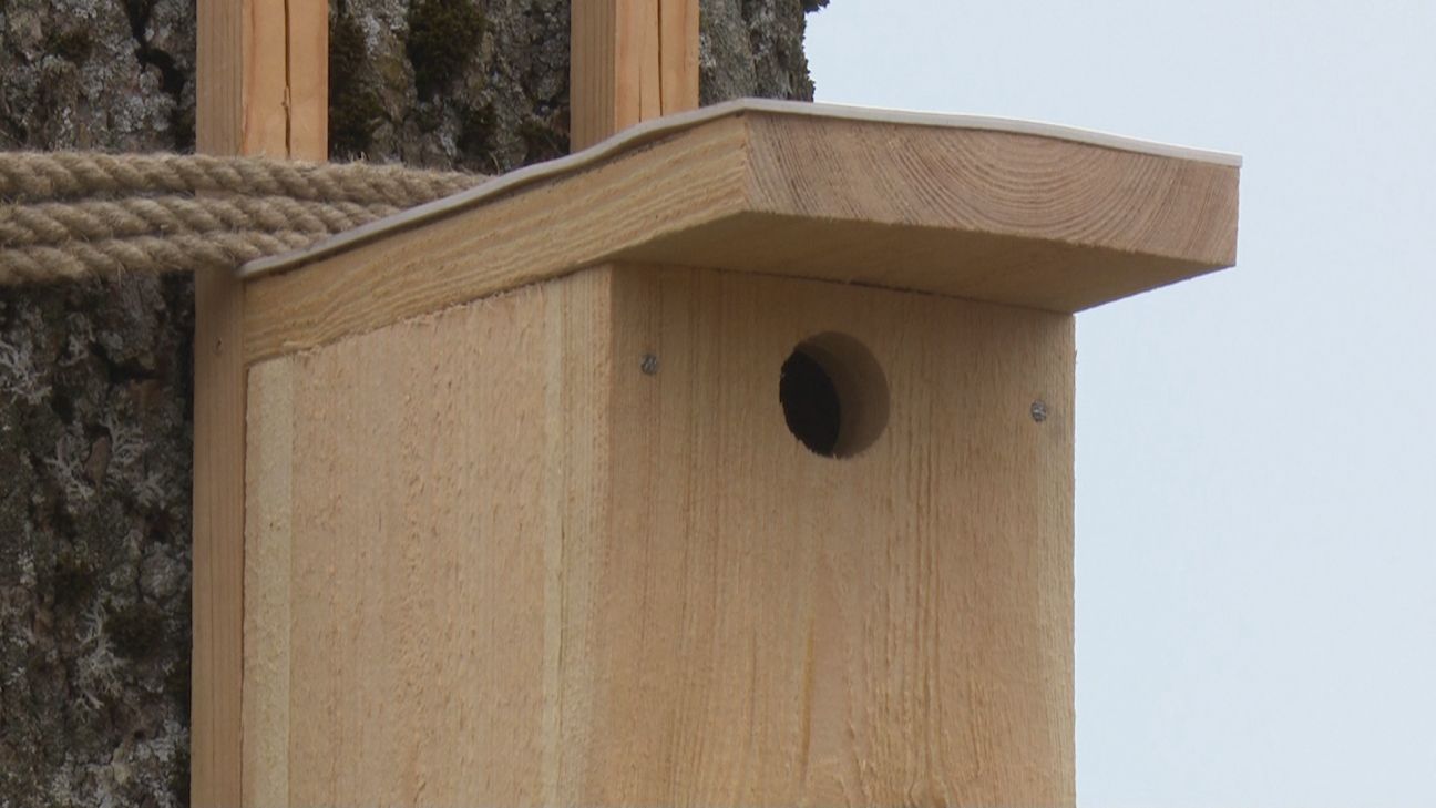 Jēkabpils novada Sūnu pamatskolā tiek ielaista daba