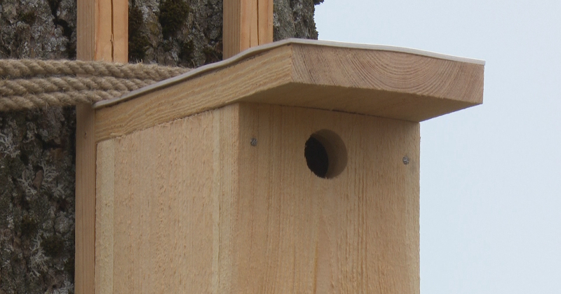 Jēkabpils novada Sūnu pamatskolā tiek ielaista daba