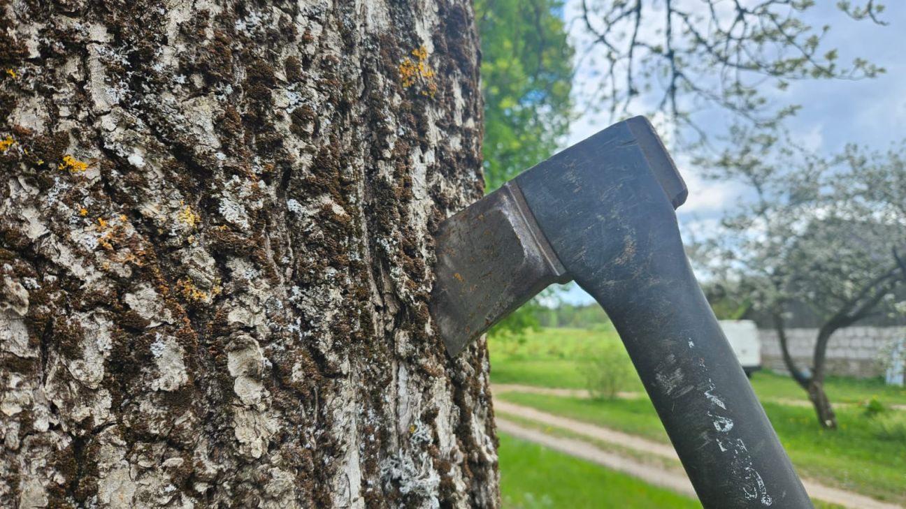  Līvānu novadā stājušies spēkā noteikumi par koku ciršanu ārpus meža