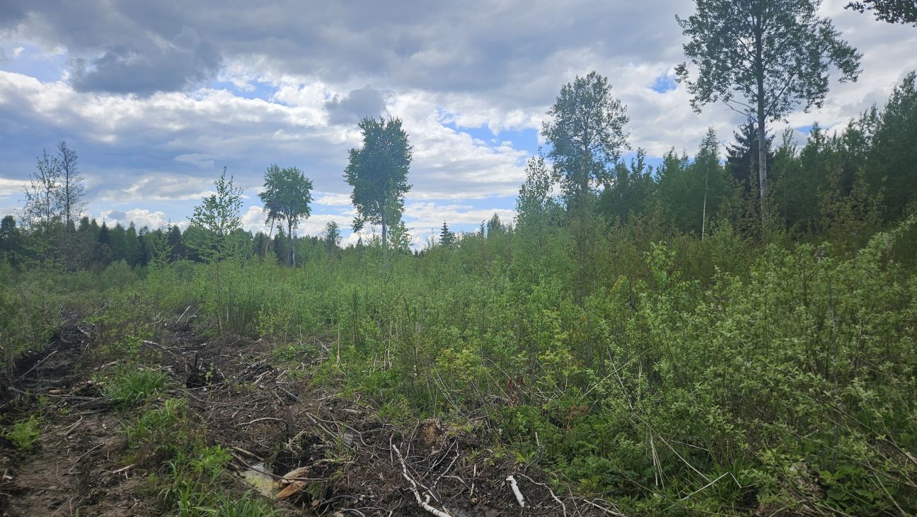 Jēkabpilī notiks bezmaksas seminārs mežu īpašniekiem