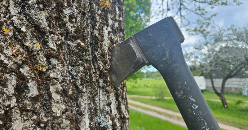  Līvānu novadā stāju&scaron;ies spēkā noteikumi par koku cir&scaron;anu ārpus meža
