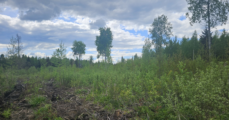 Jēkabpilī notiks bezmaksas seminārs mežu īpa&scaron;niekiem