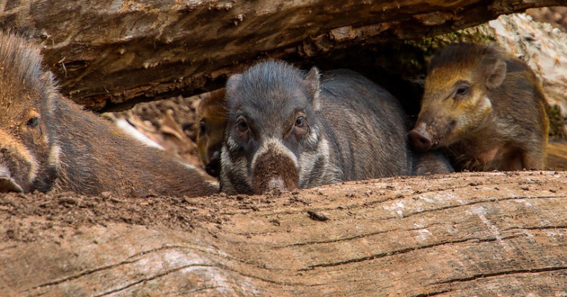 Jēkabpils novadā fiksēts Āfrikas cūku mēris