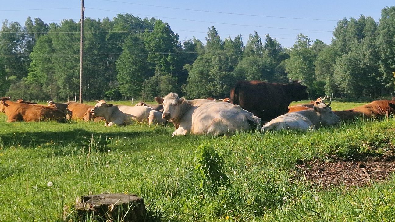 PVD brīdina: mājlopus apdraud knišļi
