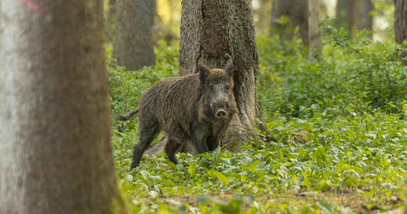 Jēkabpils novadā konstatēts Āfrikas cūku mēris 