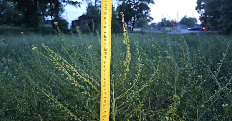 Tauta ziņo: Jēkabpilī zāle līdz kaklam
