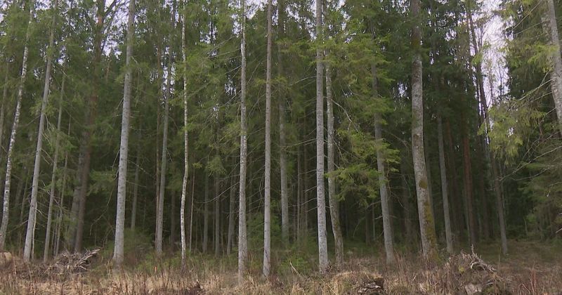 &ldquo;Sēlijas&rdquo; poligonā sākti atmežo&scaron;anas darbi