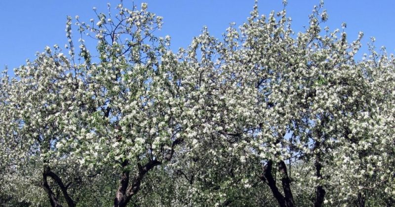 Lauksaimnieki var pieteikties platību apseko&scaron;anai