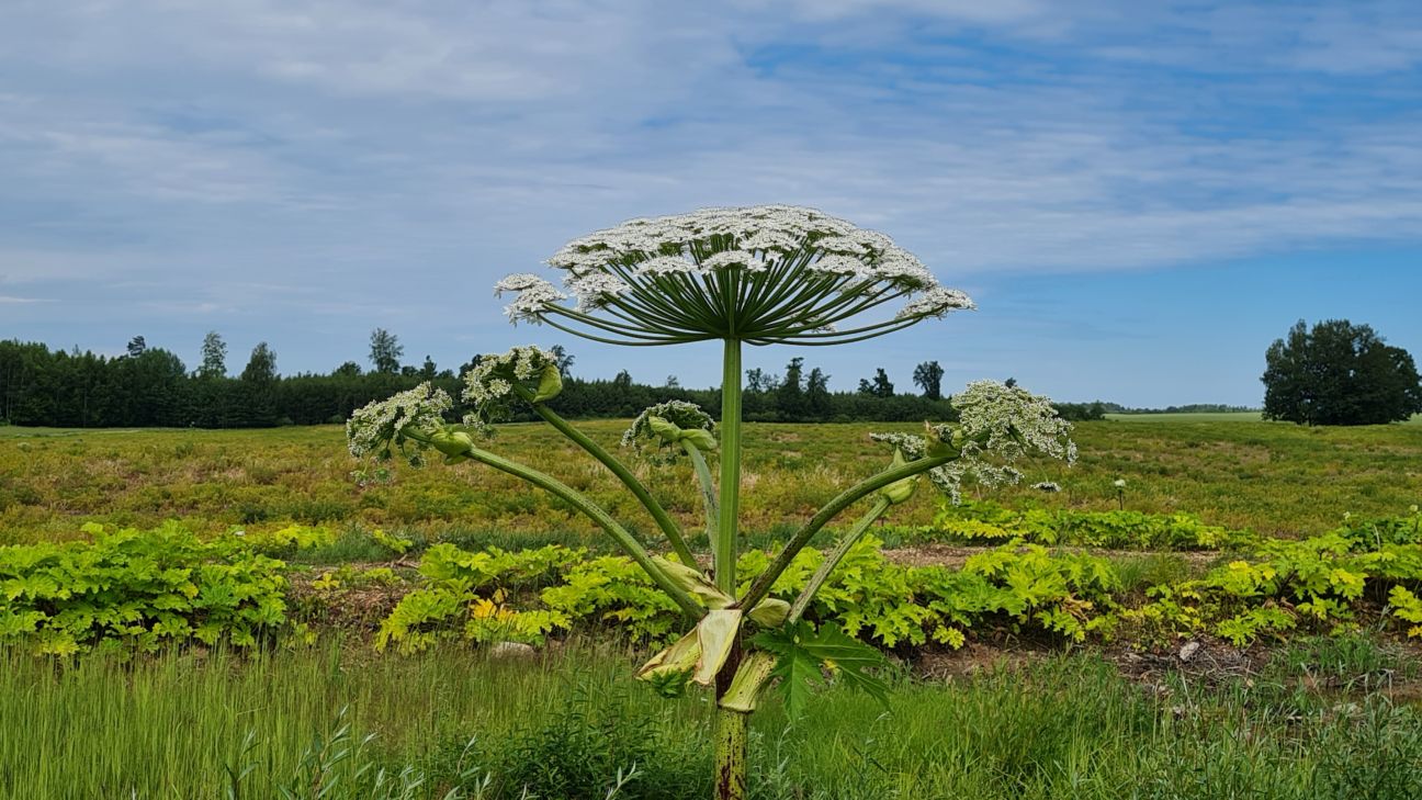 Salas ciema iedzīvotāji nobažījušies – kas cīnīsies ar latvāņiem?