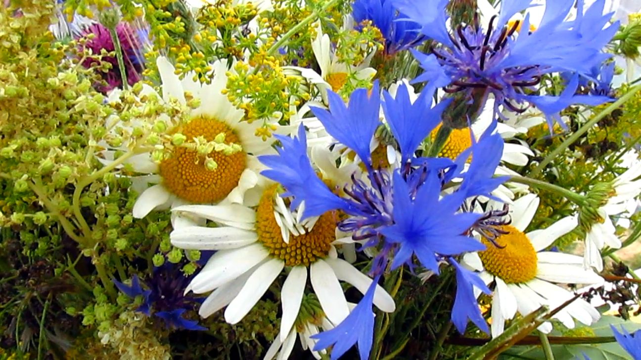 Priecīgus Līgo svētkus!