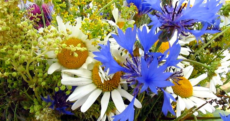 Priecīgus Līgo svētkus!