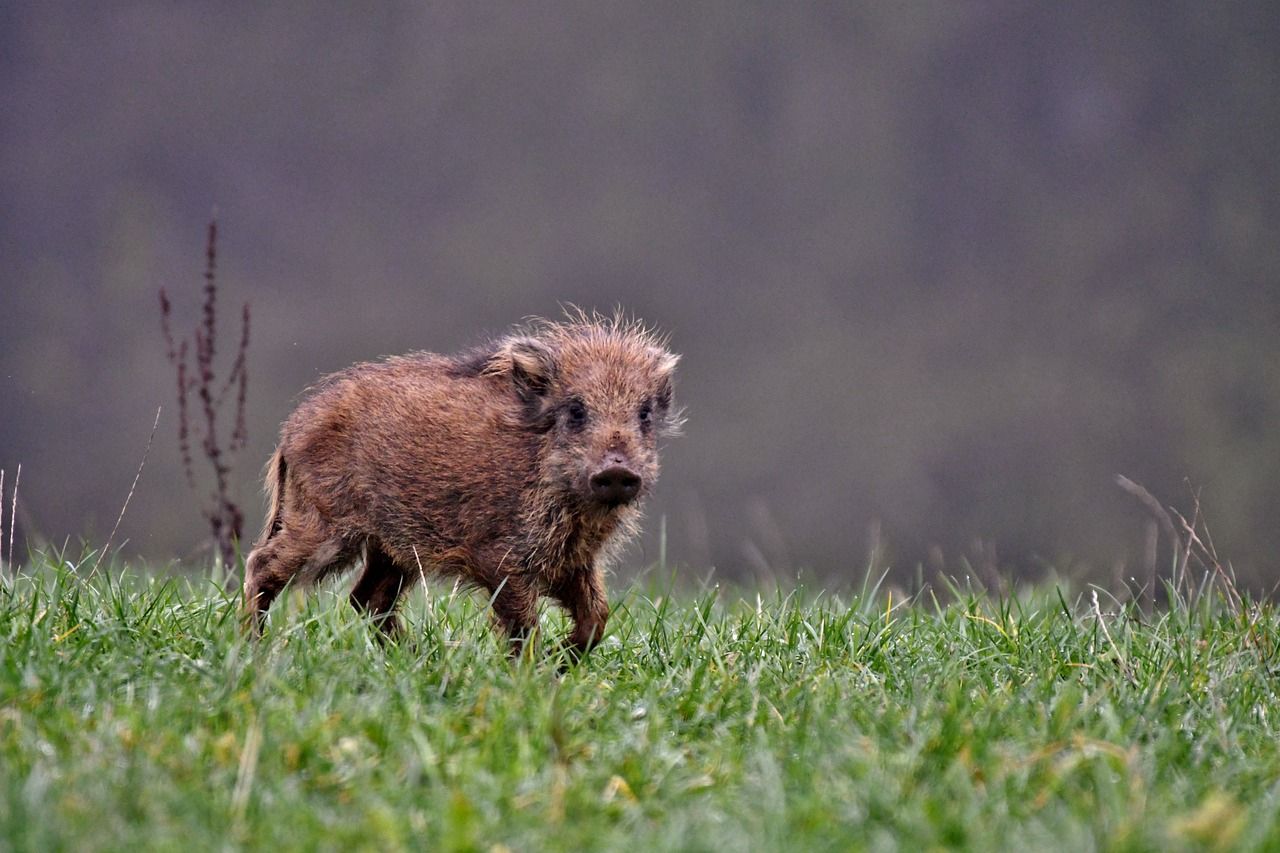 Jēkabpilī vēl aizvien tiek konstatēts Āfrikas cūku mēris