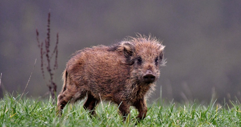 Jēkabpilī vēl aizvien tiek konstatēts Āfrikas cūku mēris