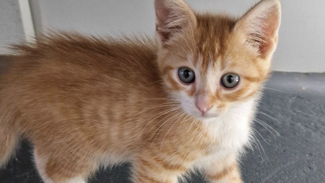 Jēkabpils patversmē pieejami daudzi kaķēni