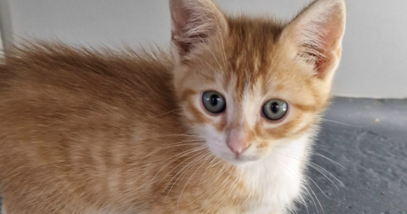 Jēkabpils patversmē pieejami daudzi kaķēni