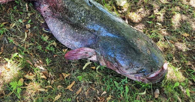 Saukas ezerā noķerts rekordliels sams