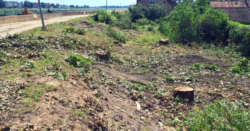 Aizsargdambja remonta laikā Jēkabpilī plānots nozāģēt 280 kokus