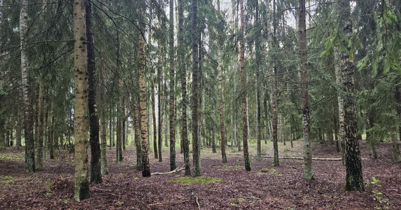 Konkursa &ldquo;Sakoptākais mežs&rdquo; otrajai kārtai izvirzīts īpa&scaron;ums Jēkabpils novadā