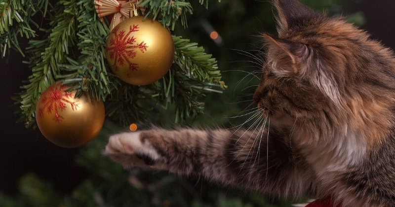 Piedalies akcijā &ldquo;Ziemassvētki vasarā&rdquo;!