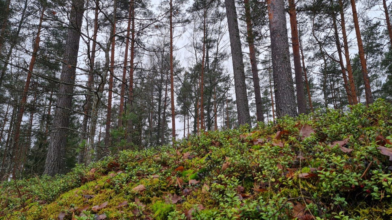 Ābeļu pagastā cilvēks apmaldās mežā 