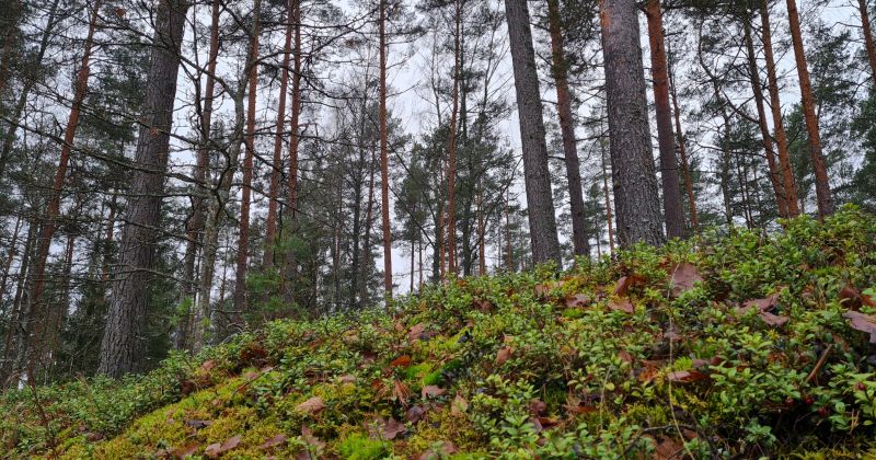 Ābeļu pagastā cilvēks apmaldās mežā 