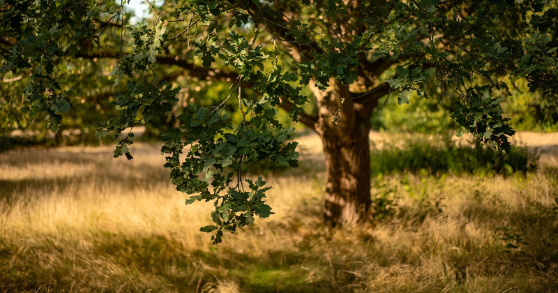 Īpa&scaron;niekus aicina pieteikt lielus lapu kokus sakop&scaron;anai programmā