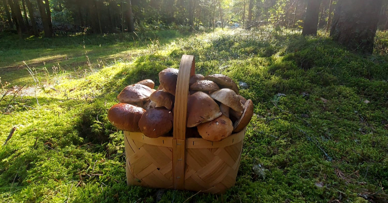 Sēņo&scaron;anas un ogo&scaron;anas entuziasti dodas dabā
