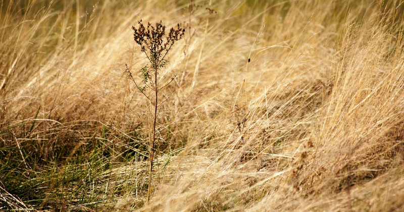 Elk&scaron;ņu pagastā izcēlies ugunsgrēks vairāk nekā 100 kvadrātmetru platībā