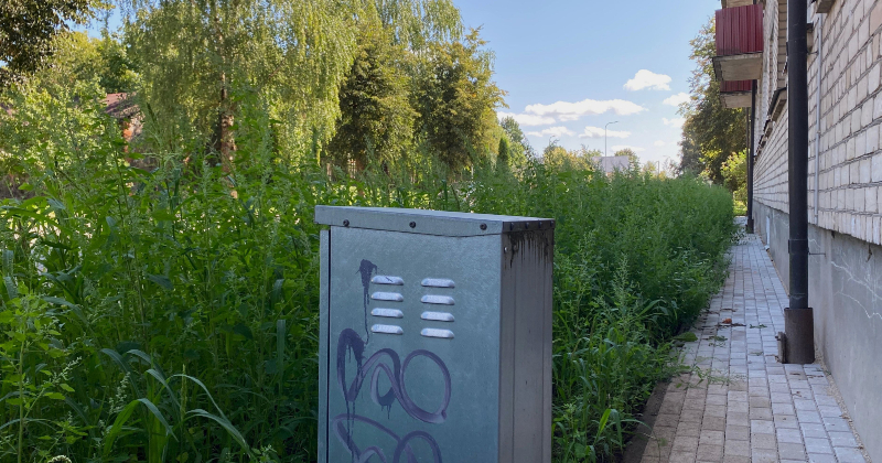 Tauta ziņo: Palejas ielā izaugu&scaron;i īsti džungļi