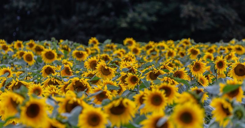  Apmeklē saulespuķu laukus!