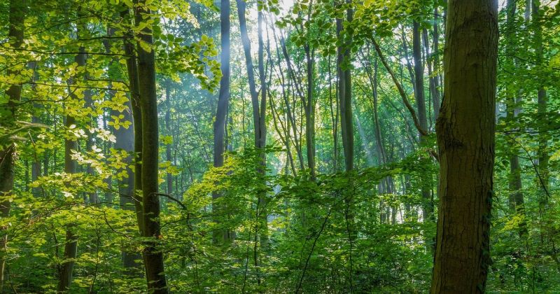 Salas pagastā glābēji palīdz cilvēkam izkļūt no meža