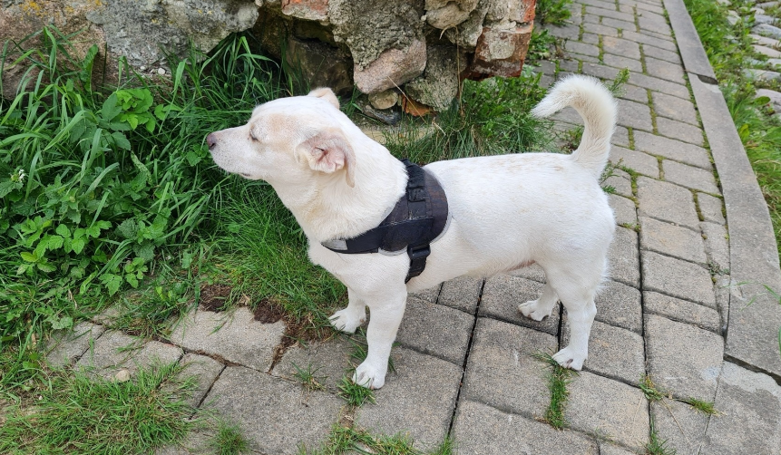 Jēkabpilī klaiņojoši suņi rada satraukumu iedzīvotājos