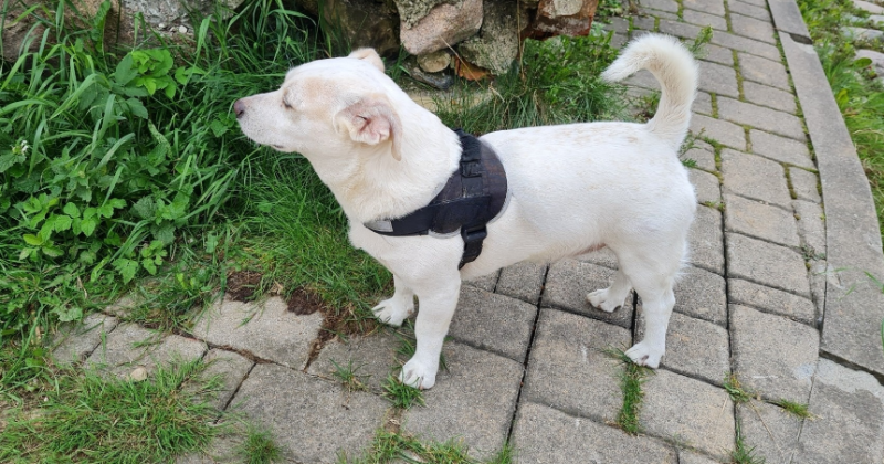 Jēkabpilī klaiņojo&scaron;i suņi rada satraukumu iedzīvotājos