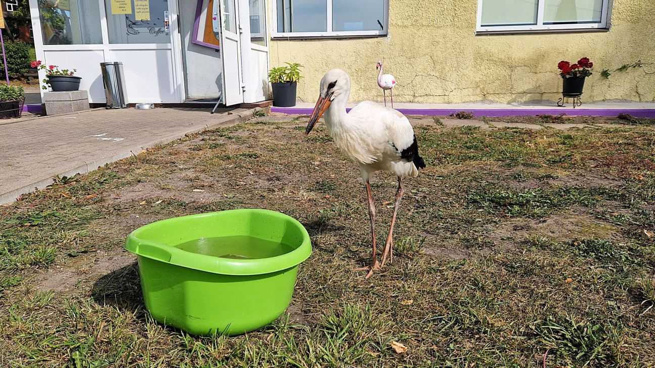 Stārķi Pēterīti pamet ģimene