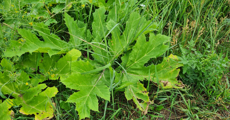 Jēkabpils novadā apstiprināts Sosnovska latvāņa izplatības ierobežo&scaron;anas plāns