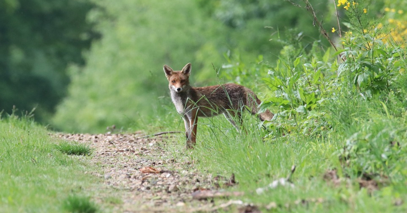 Latvijā sākas dzinējmedību sezona