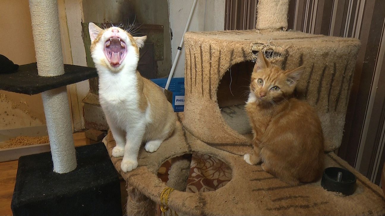 Salas jaunieši vāc ziedojumus četrkājainajiem draugiem