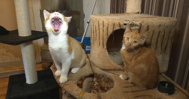 Salas jaunie&scaron;i vāc ziedojumus četrkājainajiem draugiem