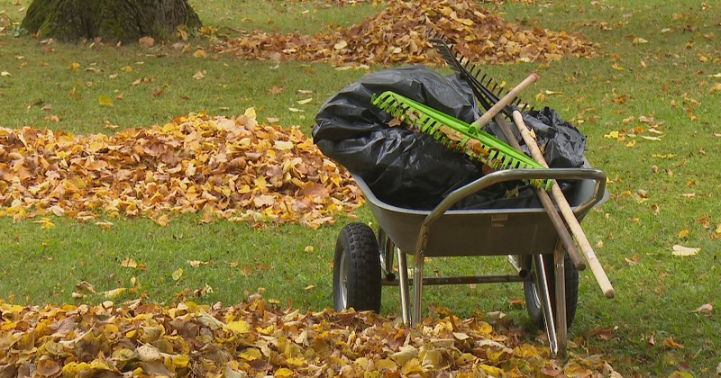&Scaron;ogad Jēkabpilī, Aknīstē un Viesītē bez maksas izvedīs savāktās rudens lapas 