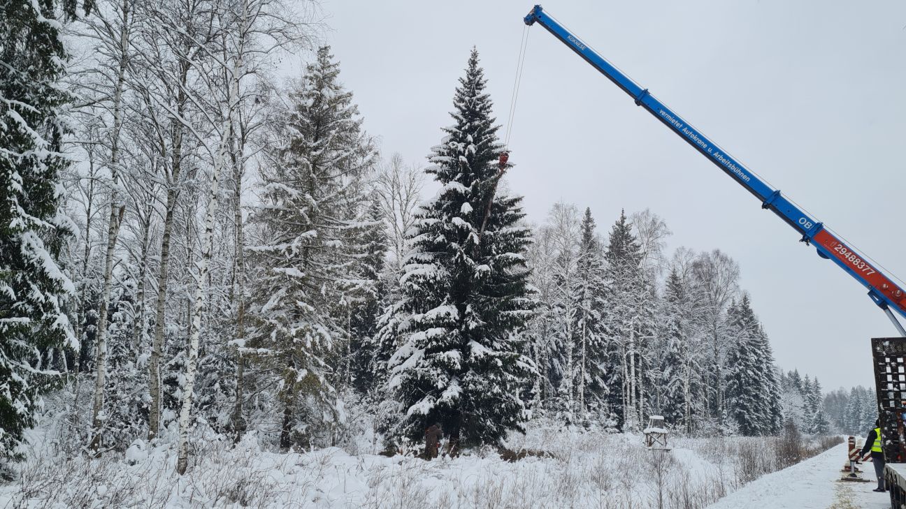 Jēkabpilī tiek meklēta egle ar zvaigznes potenciālu 