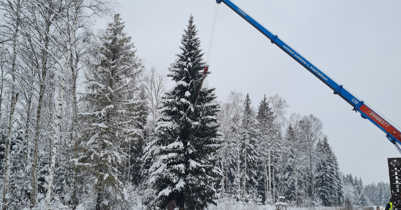 Jēkabpilī tiek meklēta egle ar zvaigznes potenciālu 