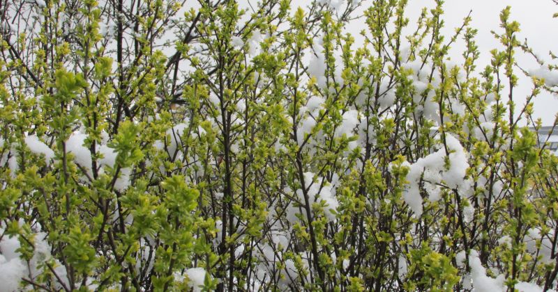 Nedēļas nogalē gaidāms pirmais slapjais sniegs un stiprs vēj&scaron;