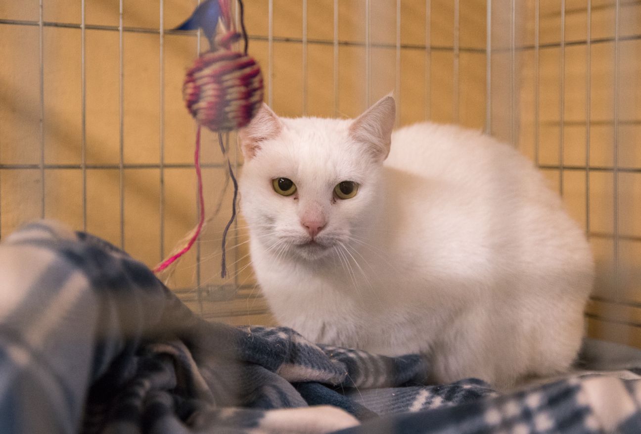 Sirdssiltuma mēnesis – laiks ziedot ķepaiņiem!