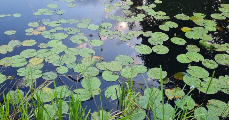 Klintaines pagastā no dīķa izceļ bojāgāju&scaron;o