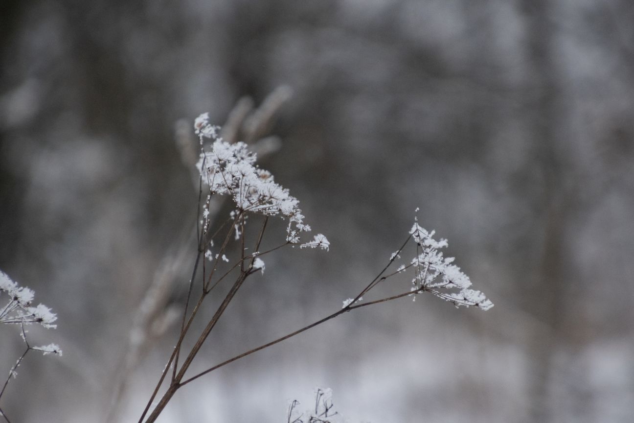 Vai nākamajā nedēļā gaidāms sniegs un sals?