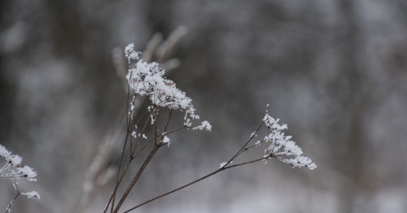 Vai nākamajā nedēļā gaidāms sniegs un sals?