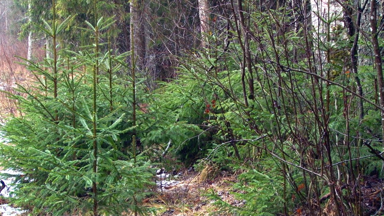 Arī šogad iespēja nolūkot Ziemassvētku eglīti valsts mežos